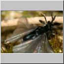 Stylops melittae - Faecherfluegler m36 5mm.jpg